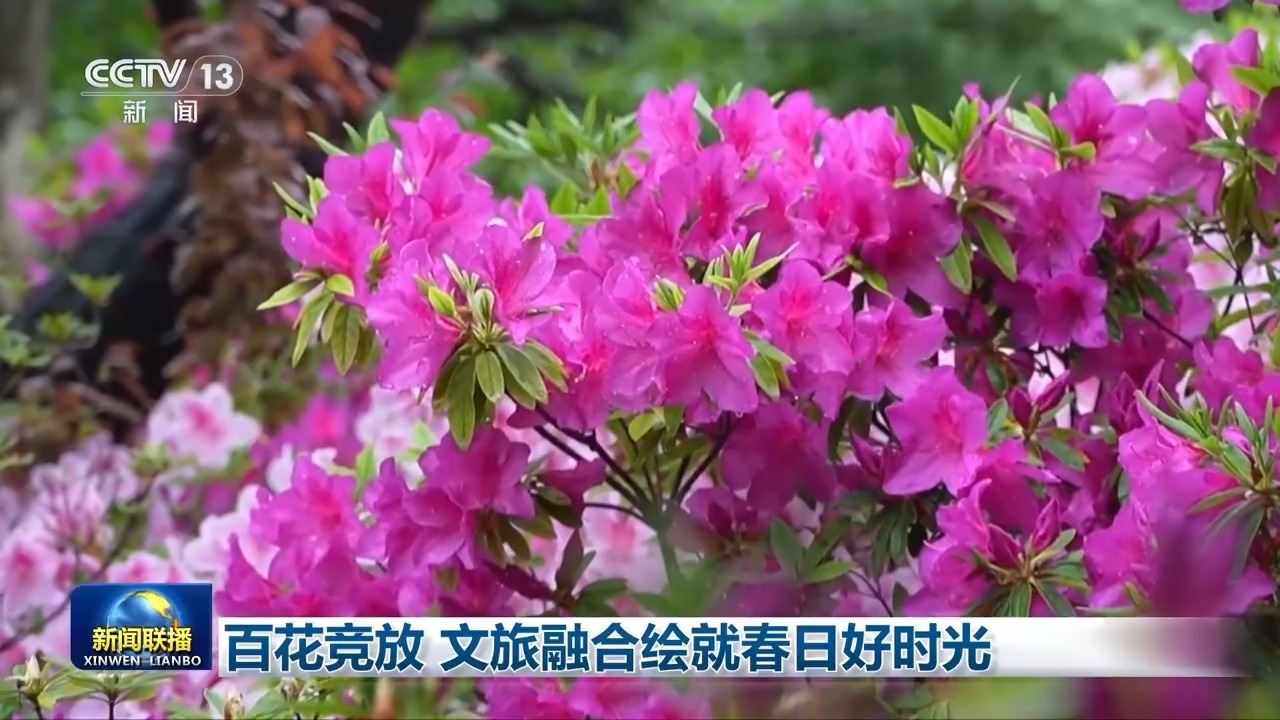  百花竞放 文旅融合绘就春日好时光
