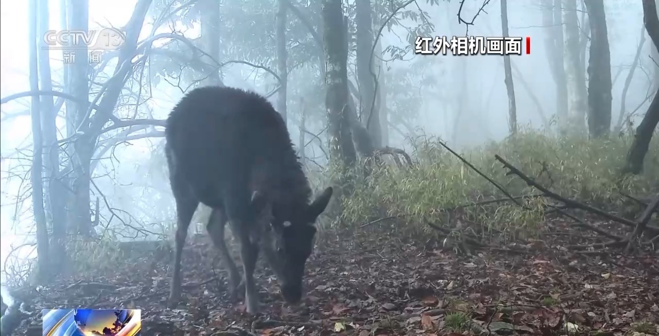  5次在同一地点被镜头捕捉 这是同一只大熊猫？