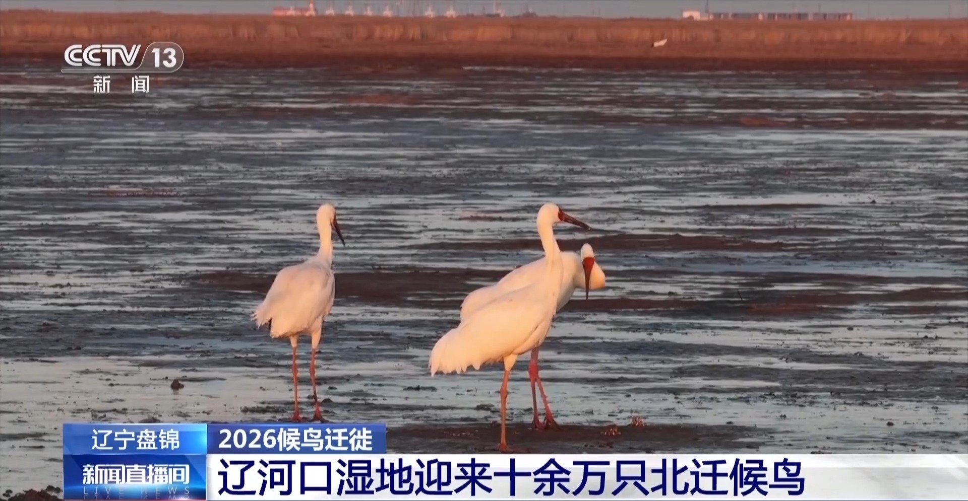 17只丹顶鹤今天野化放归 脚上都有专属“身份证”