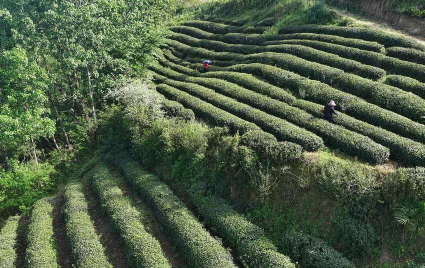 PG电子平台保康堰坪村：技艺“复活”茶香“生金”(图3)