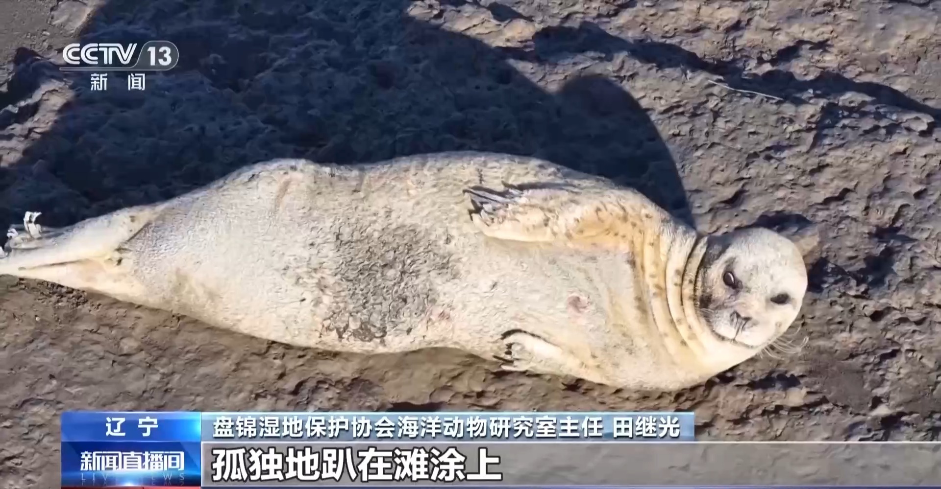 晒日光浴、学生存技能 超800只野生斑海豹现身辽东湾(图9)