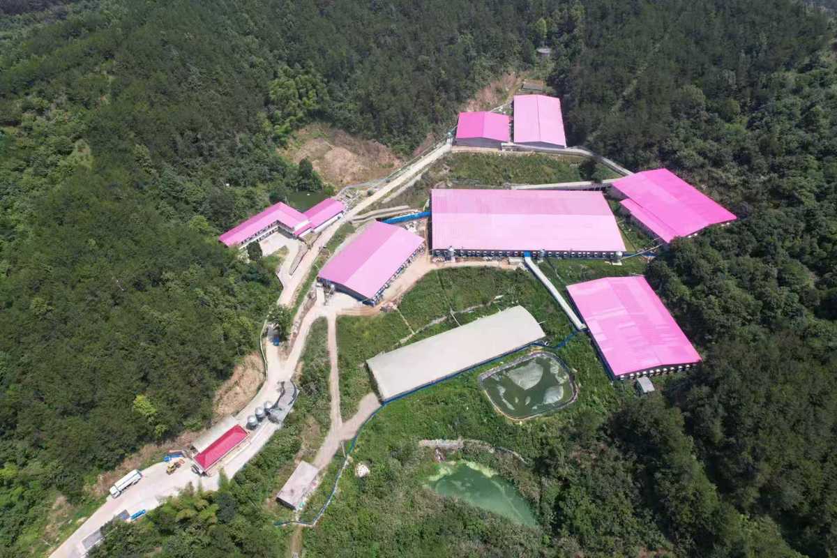 “60后”父亲回乡养猪“90后”海归女儿接棒罗田父女在大别山打造零排放养猪场(图1)