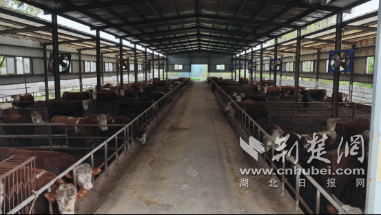  荆门掇刀：古稀逐梦，70岁退休奶奶变身“牛司令”