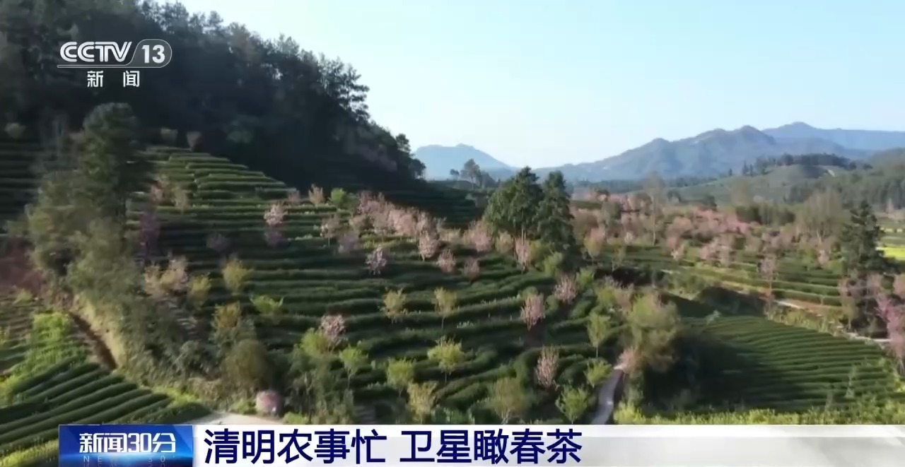  我国茶产业链规模已超1万亿元 卫星视角看春茶产业图景→