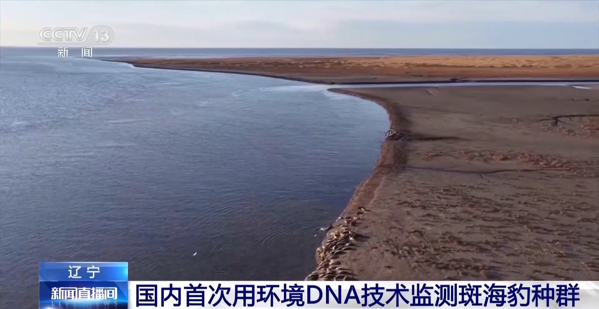 晒日光浴、学生存技能 超800只野生斑海豹现身辽东湾(图8)