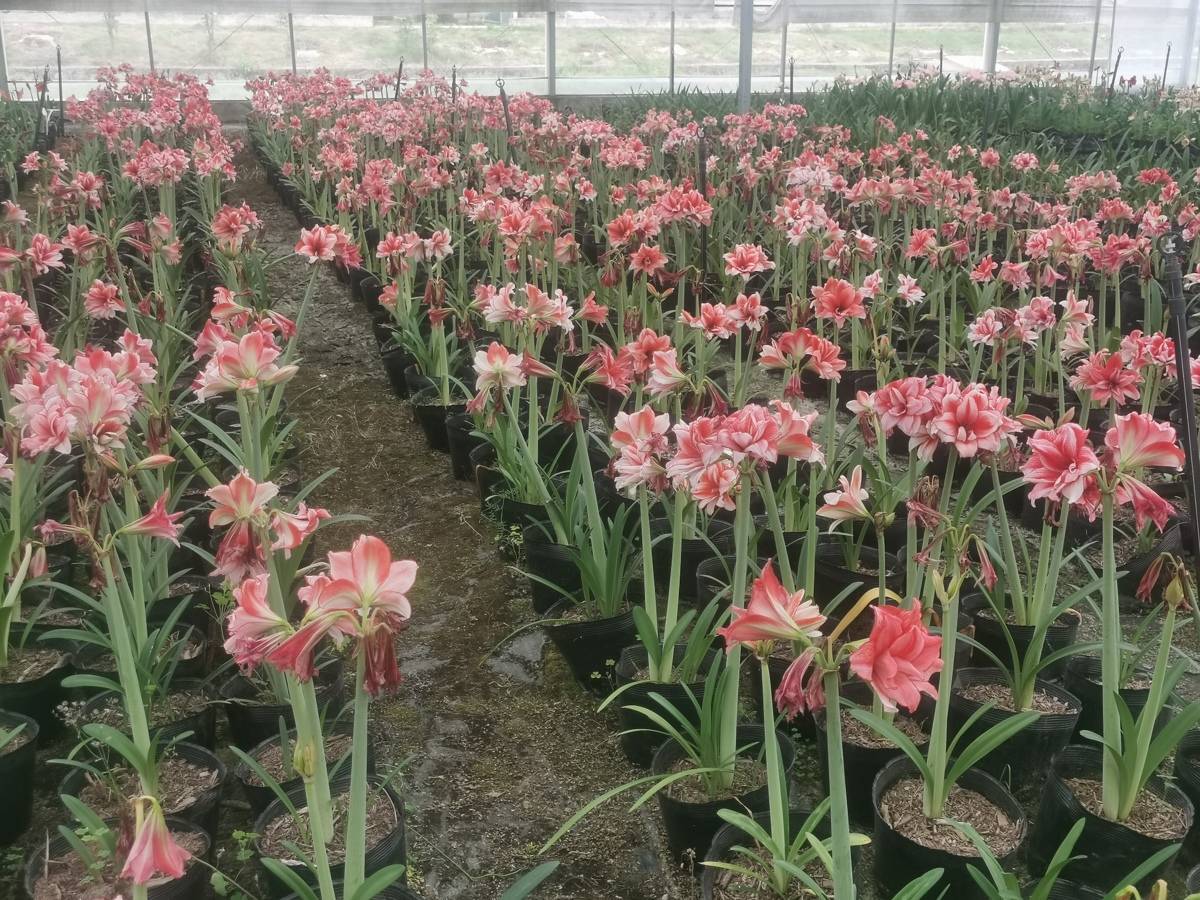 荆楚理工成功选育出3个朱顶红新品种    系湖北首次