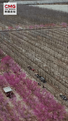  新疆洛浦：返乡青年沙漠边缘种出“致富园” 青春力量赋能乡村振兴
