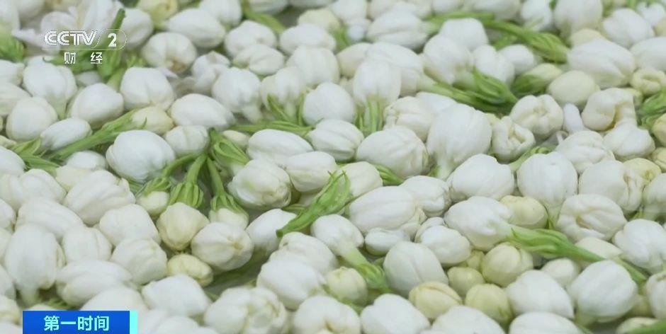 解锁“花样美味” 全球超60%的茉莉花产自这里