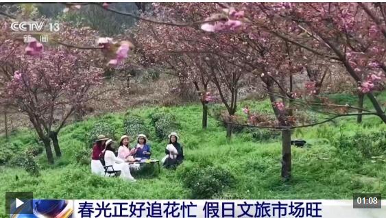  视频丨假日“追花地图”热力全开 赏花游带火春日经济
