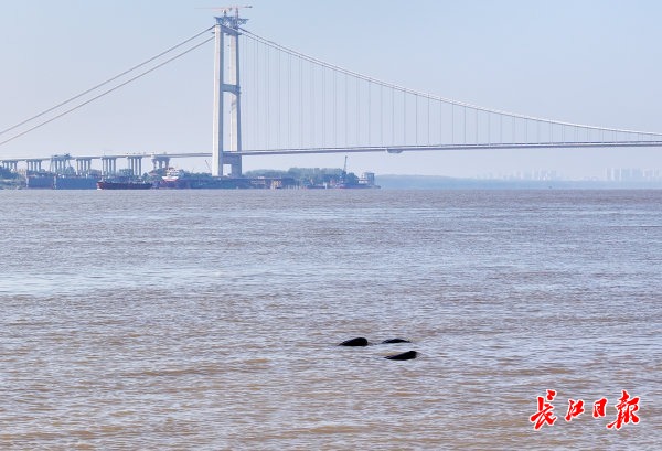  从“长江精灵”到“城市家人”，武汉为何选择江豚作为城市吉祥物