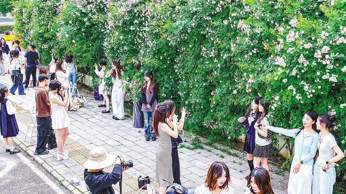 汉阳区晴川大道花墙成了“女儿墙”