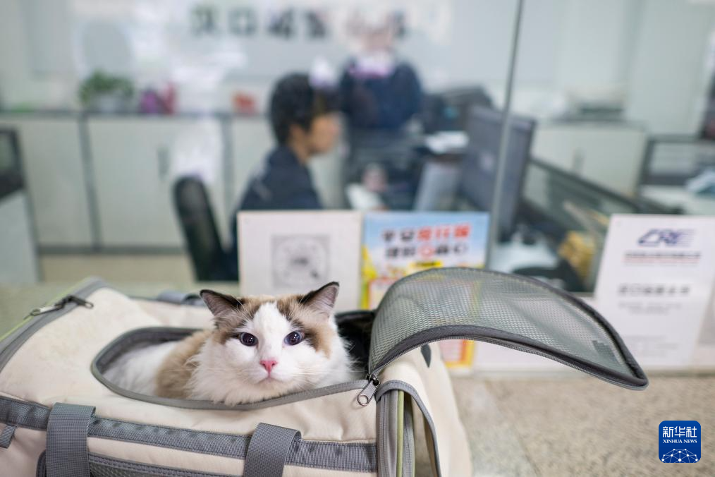  “爱宠行”服务护航萌宠旅途