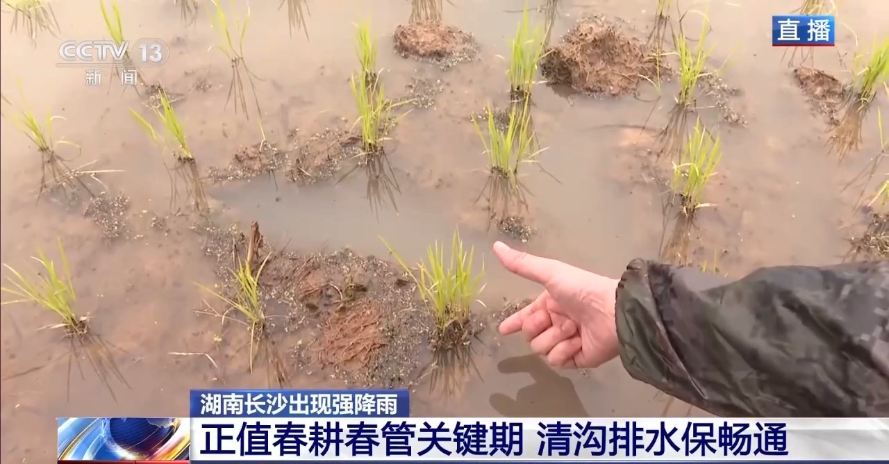 长沙春耕遇暴雨 湖南农田上演“禾苗保卫战”