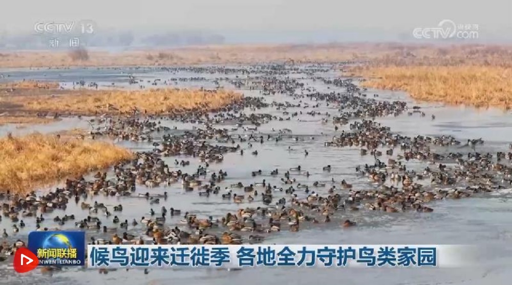  候鸟迎来迁徙季 各地全力守护鸟类家园