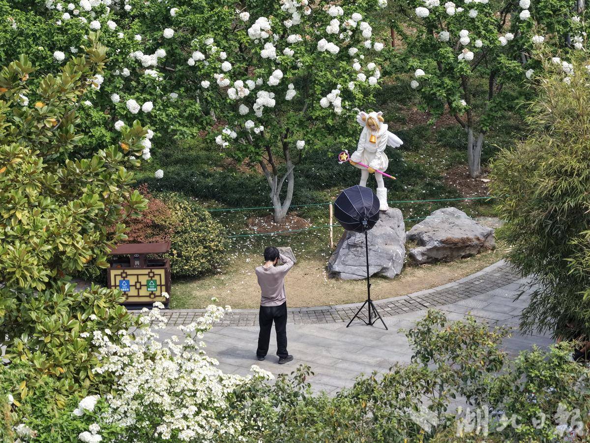 沙湖公园绣球盛放 游人打卡定格春日美好