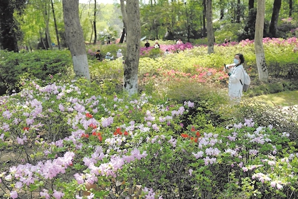 4月10日起去青山公园赏万株杜鹃