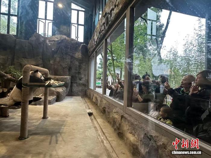  两岸青年走进福州熊猫世界 以国宝为桥共叙融合情