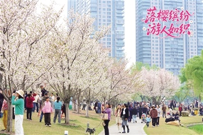 湖北武汉：落樱缤纷 游人如织