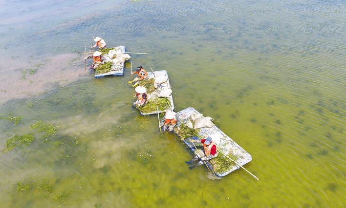  洪湖“水下森林”种植忙 不断提升湖水自净能力