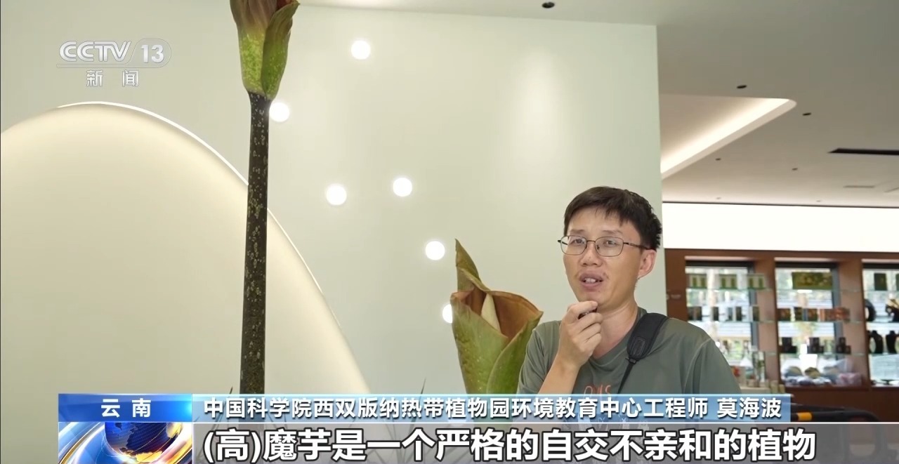 花序高2.5米！我国首次记录高魔芋开花 下次至少等5年