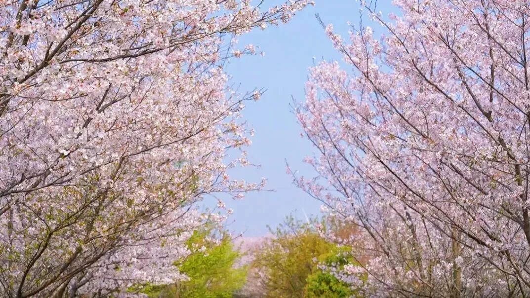 燃！安陆新农人：种樱花，也种足球梦