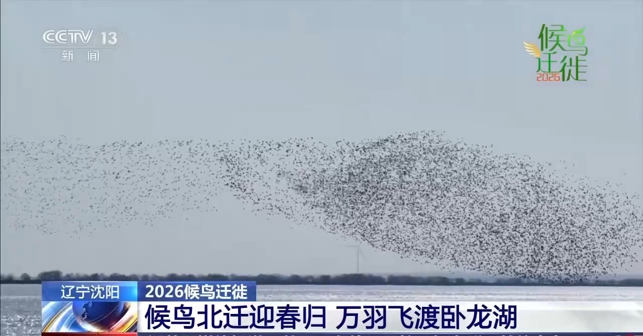  鸟浪震撼来袭 沈阳卧龙湖迎来15万余只候鸟