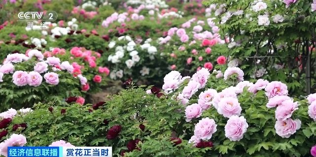 牡丹盛开 “花”式文创糕点成特色伴手礼