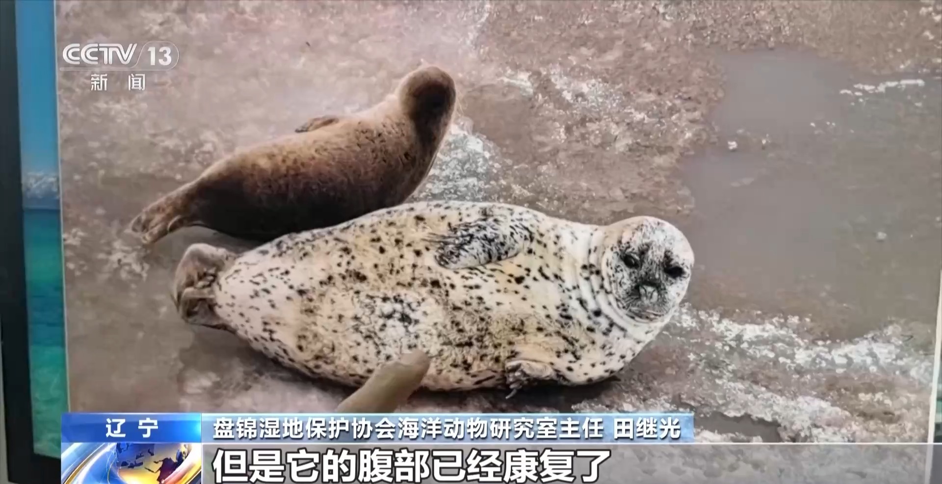 晒日光浴、学生存技能 超800只野生斑海豹现身辽东湾(图12)