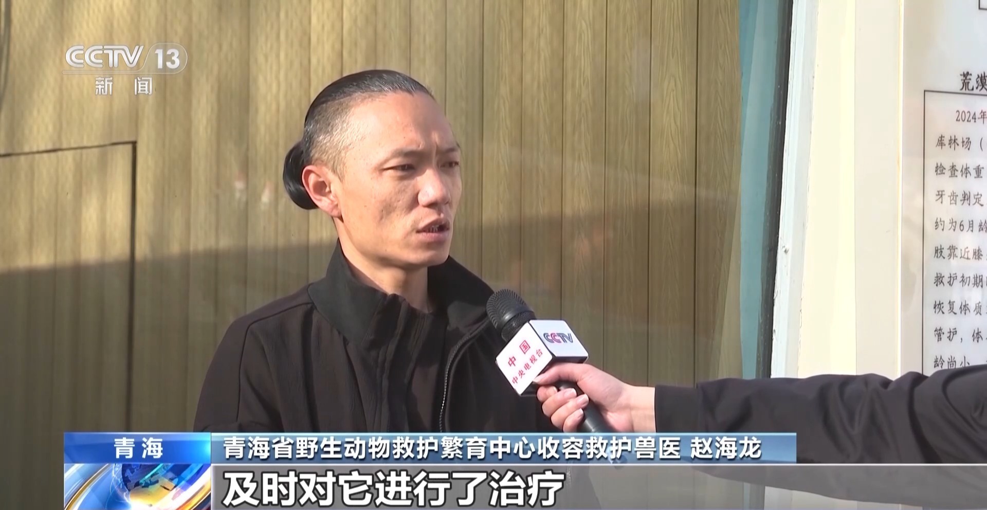 又一只荒漠猫被救护 科技赋能守护高原珍稀野生动物