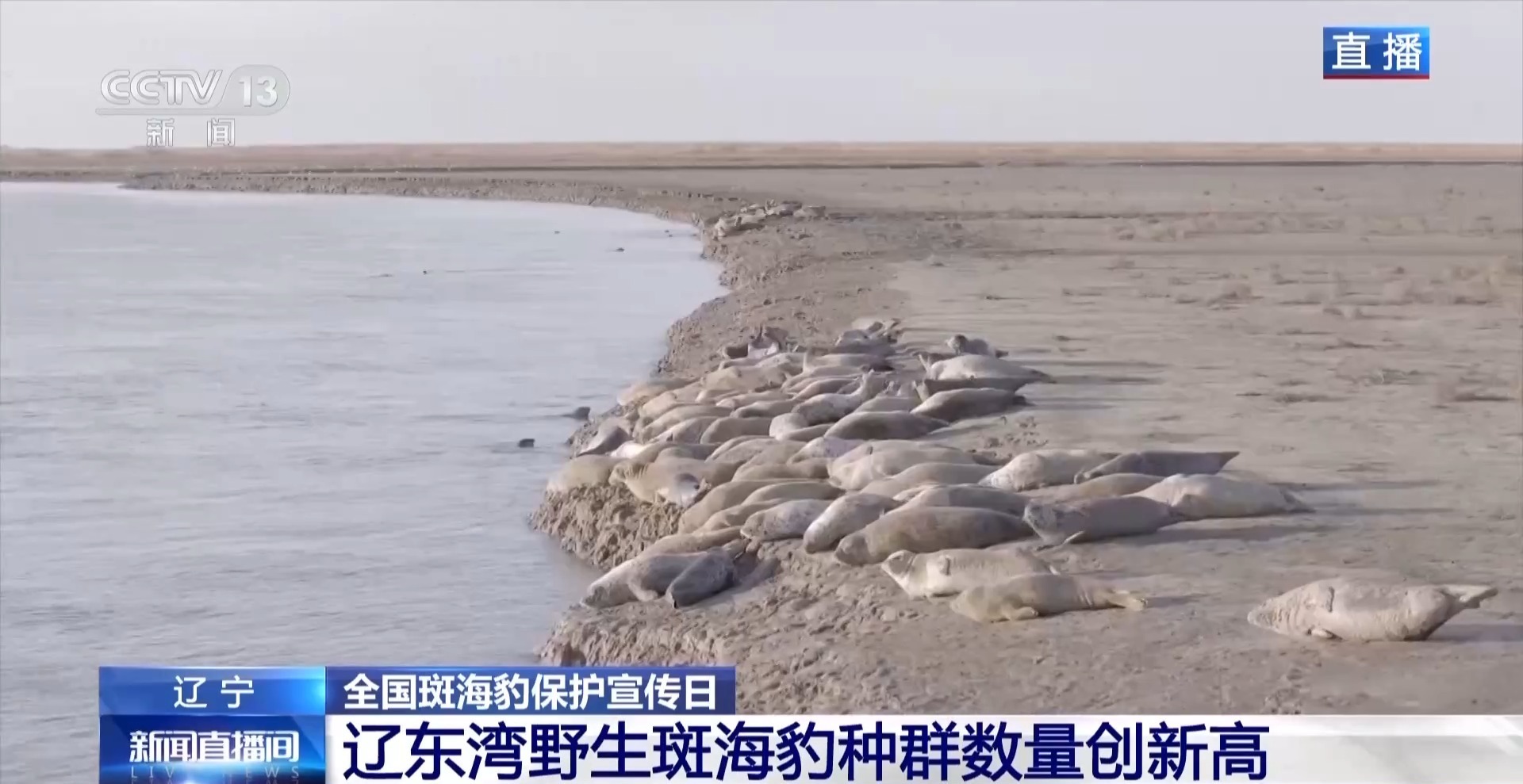 晒日光浴、学生存技能 超800只野生斑海豹现身辽东湾(图1)