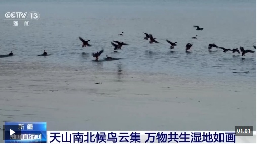  视频丨天山南北候鸟云集 新疆修复湿地留万鸟繁殖栖息