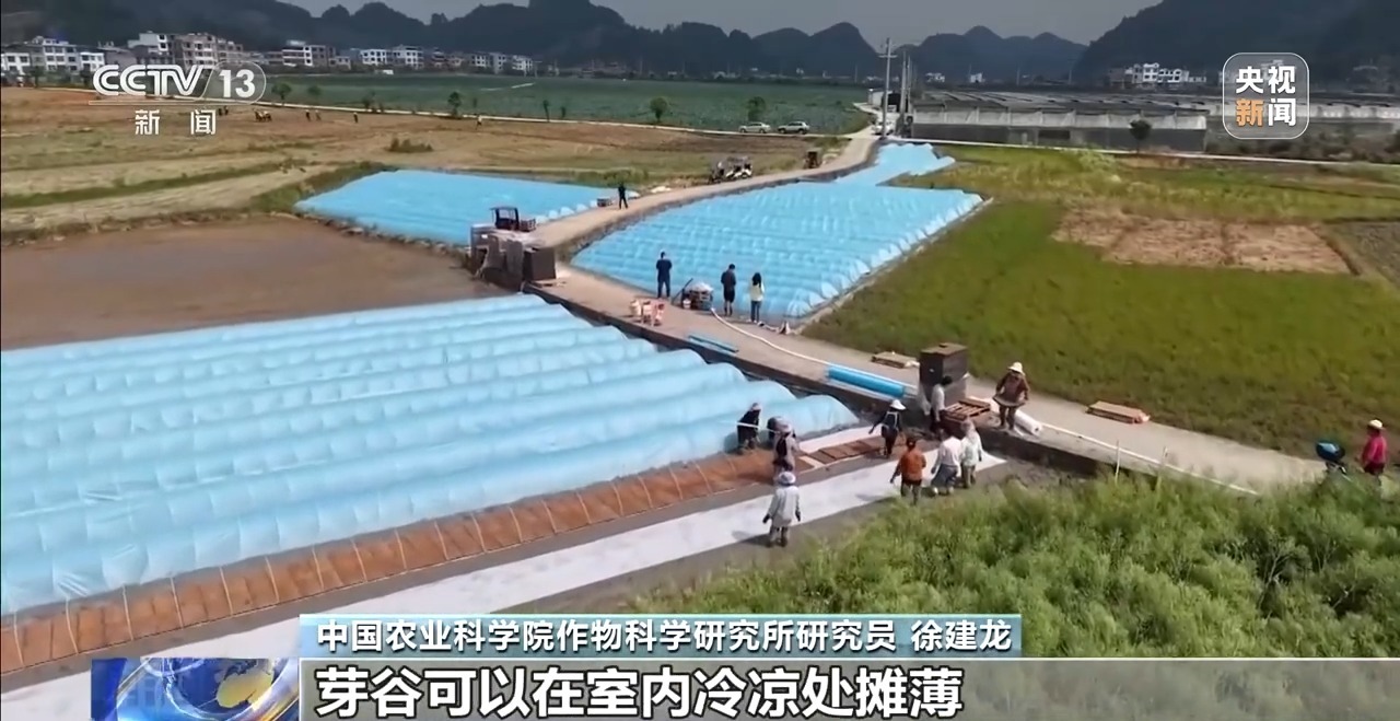 南方强降雨不休 水稻生产该如何重点防范 专家解读来了