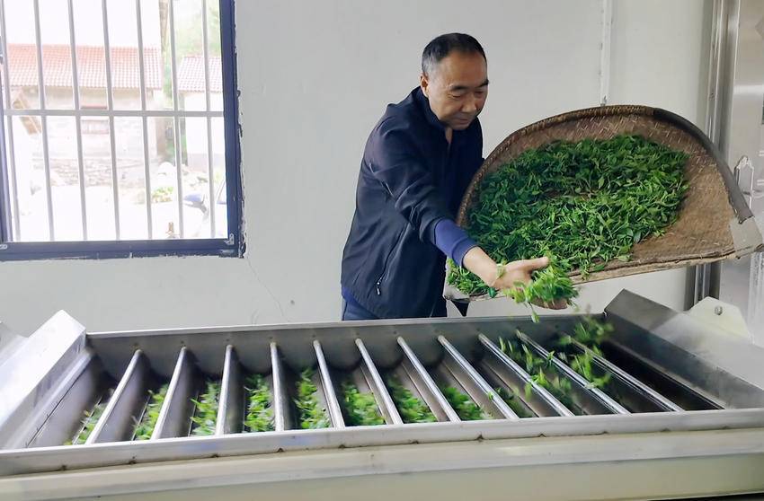 PG电子平台保康堰坪村：技艺“复活”茶香“生金”(图6)