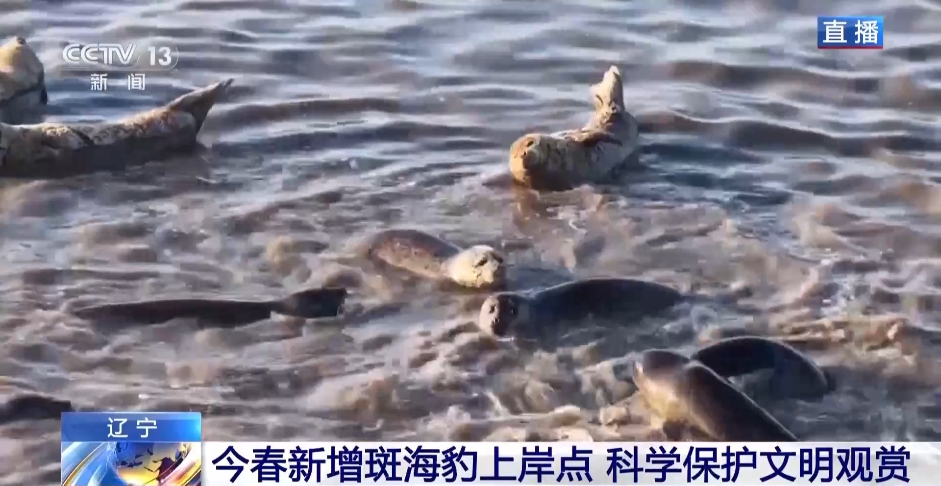 晒日光浴、学生存技能 超800只野生斑海豹现身辽东湾(图6)