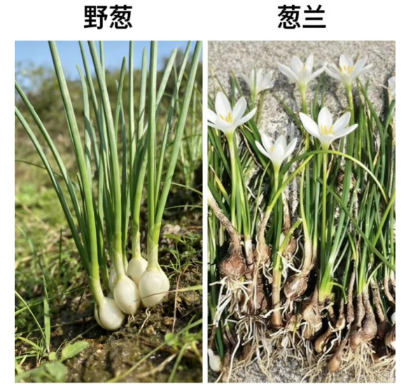  武汉市第一医院医生提醒：踏青莫“打野”，谨防误食