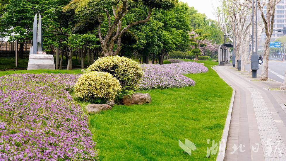 雨歇天晴，绿植花卉更鲜亮，武汉市民出行 “一路生花”