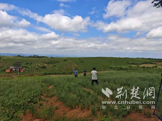 荆门市东宝区仙居乡：播下一粒种 长成千亩田