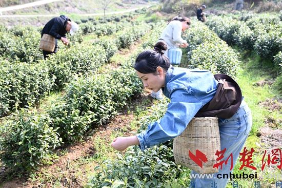 大冶灵乡辜家山白茶基地采摘正酣