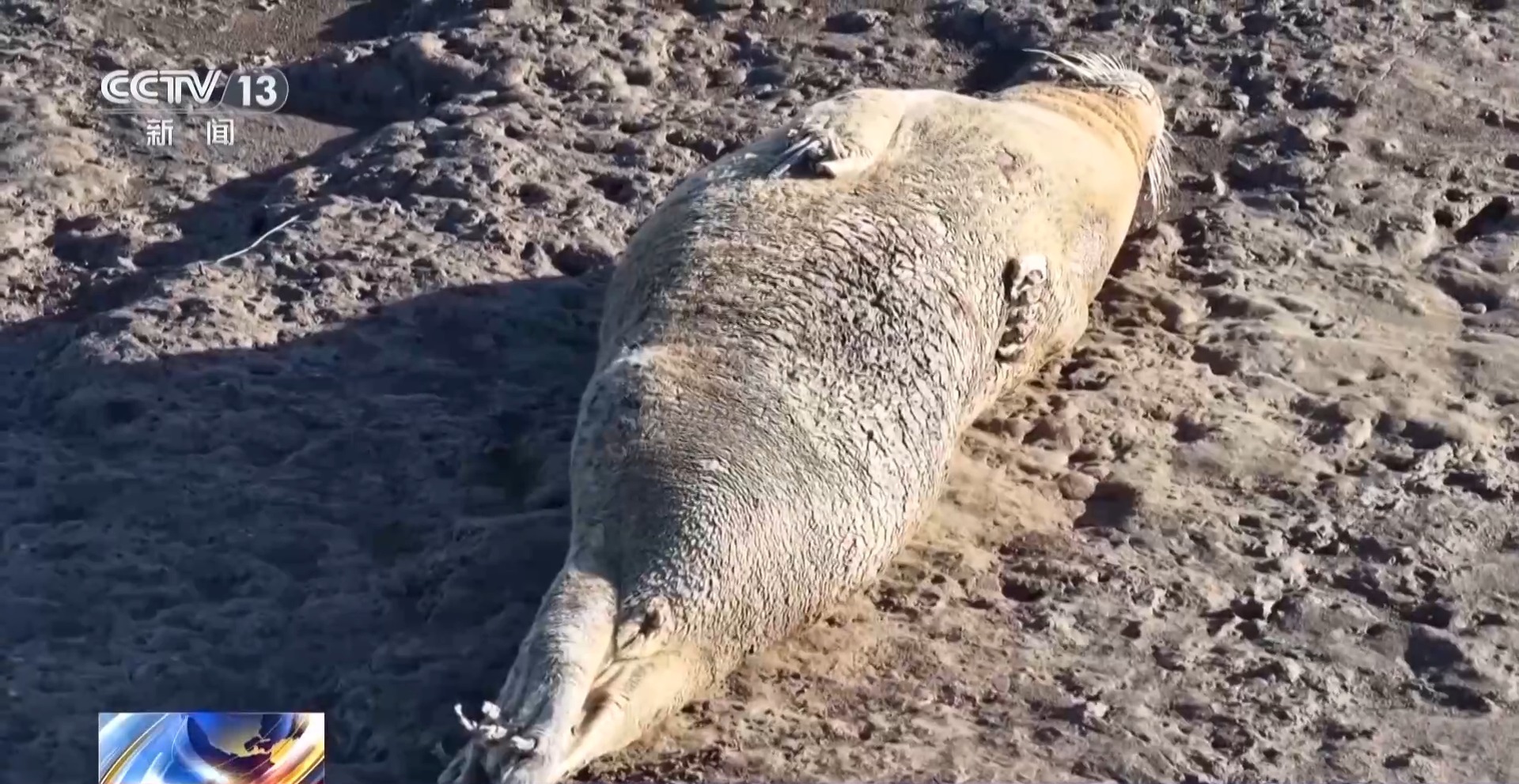 晒日光浴、学生存技能 超800只野生斑海豹现身辽东湾(图10)