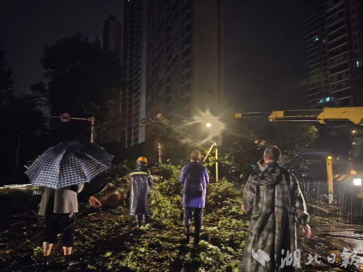 雷暴大风致131处倒树！武汉园林部门连夜出动