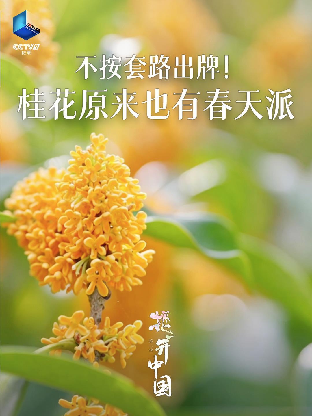  不用等到秋天！春天的桂花也很香