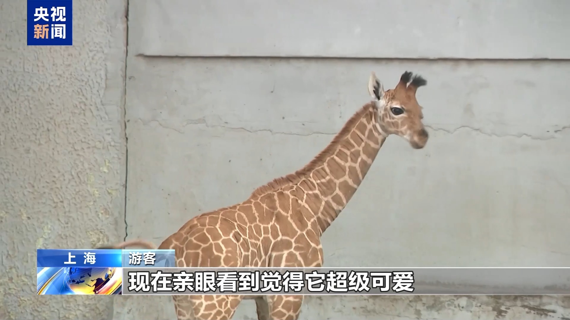 出生即“高”光 1.93米长颈鹿宝宝开始征名啦