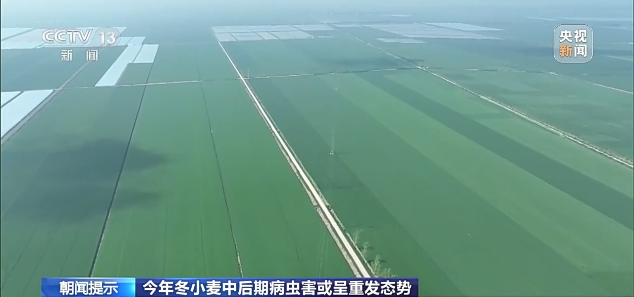 冬小麦进入田管关键期 重点抓好这三件事