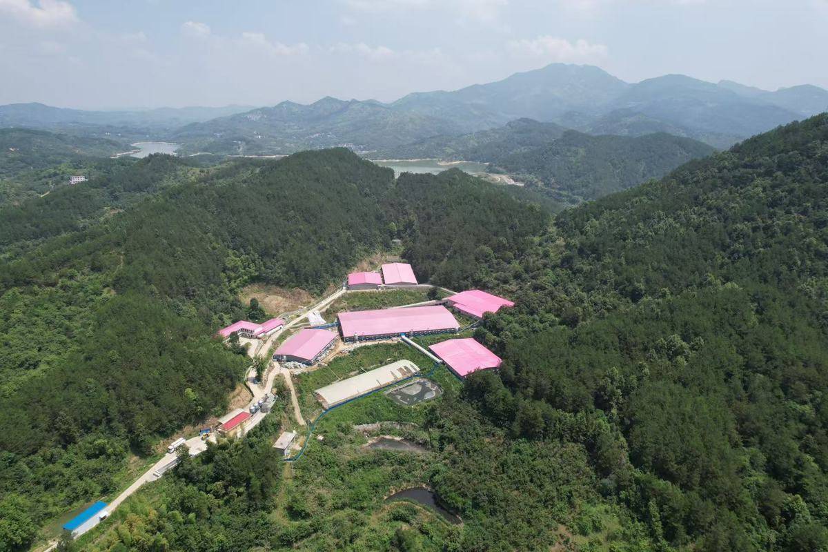 “60后”父亲回乡养猪“90后”海归女儿接棒罗田父女在大别山打造零排放养猪场(图4)