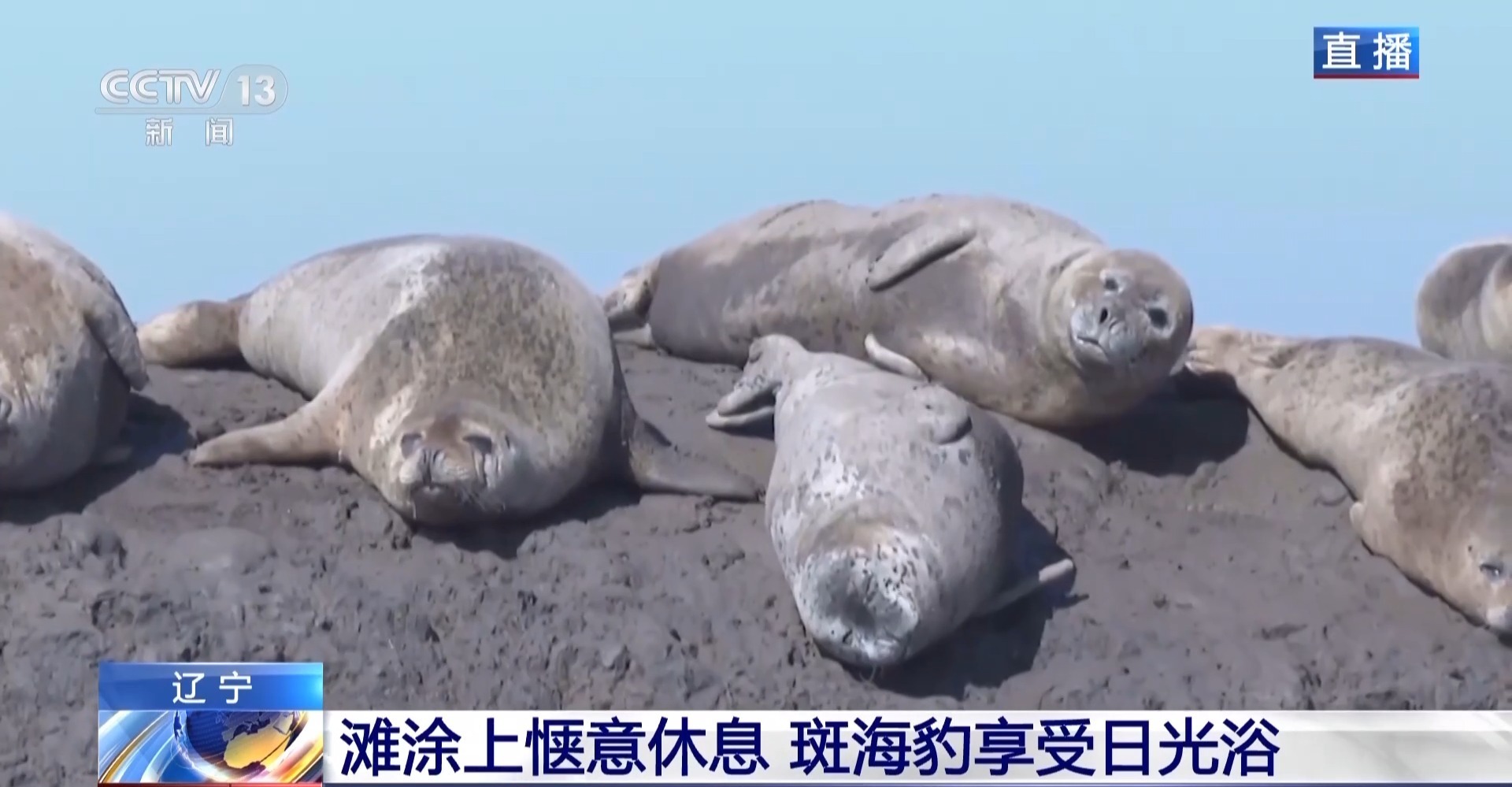 晒日光浴、学生存技能 超800只野生斑海豹现身辽东湾(图2)