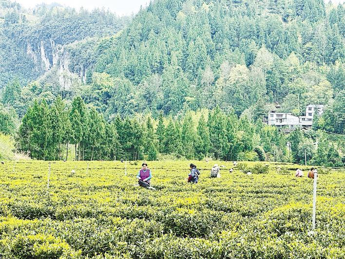 云上摇人 倾心服务“候鸟” 咸丰多方探索缓解春季采茶用工难
