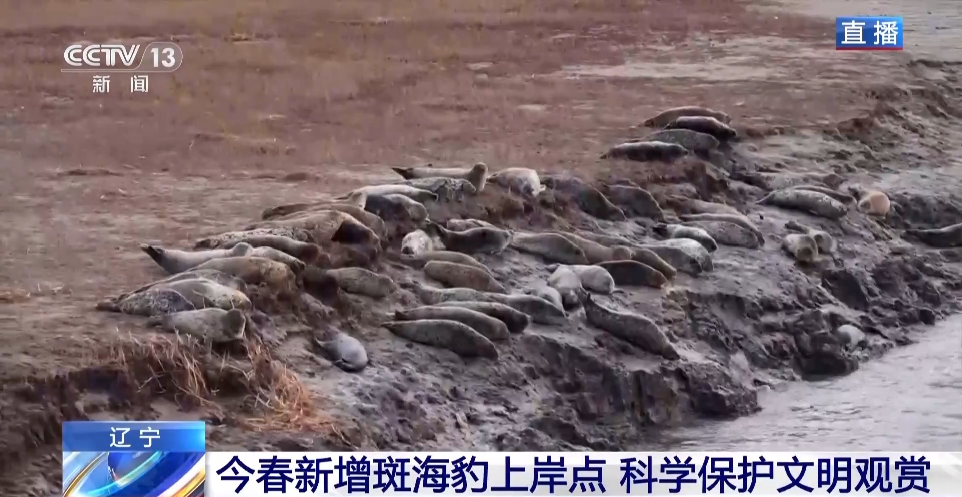 晒日光浴、学生存技能 超800只野生斑海豹现身辽东湾(图5)