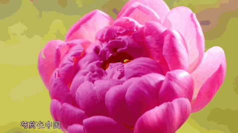 一同赏花去！纪录片《花开中国》（第二季）今晚开播