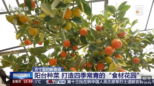 视频丨智能园艺赋能家庭种植 阳台种菜催生现代农业新赛道
