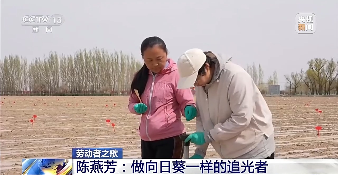 小种子成就大产业 陈燕芳：做向日葵一样的追光者